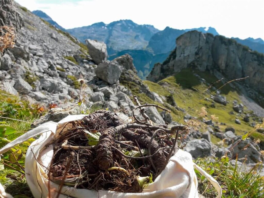 Ausgegrabene Wurzeln der Meisterwurz beim Sammeln in den österreichischen Alpen