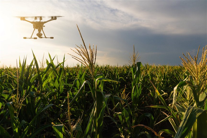 Drohne über Maisfeld