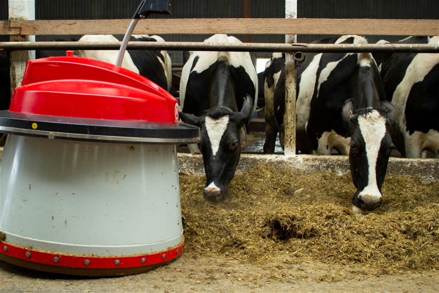 Ein runder Roboter schiebt die Futtersilage in Richtung Kühe