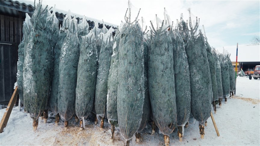 Weihnachtsbäume im Netz