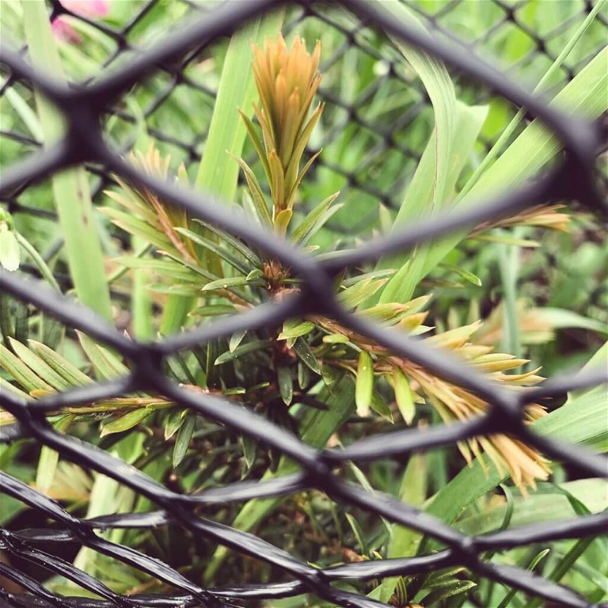 Junger Trieb eines Nadelbaums hinter dem Gitter vom Wildschutz