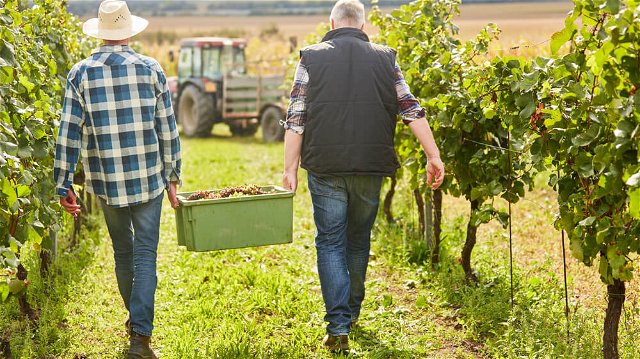 Zwei Landwirte tragen gemeinsam eine Kiste frisch gepflückter Weintrauben zum wartenden Traktor