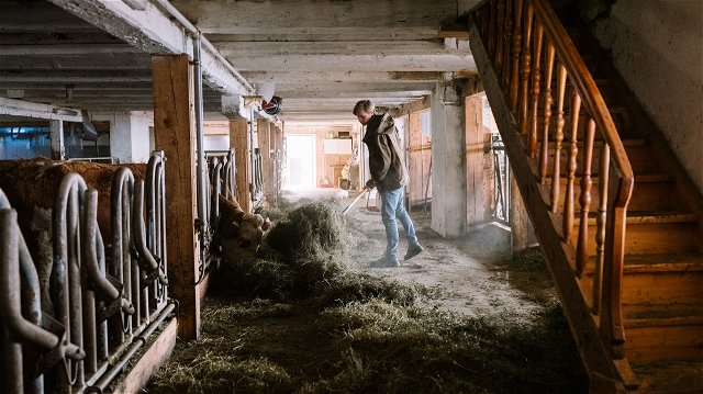 Ein Junger Bauer füttert seine Kühe mit Heu