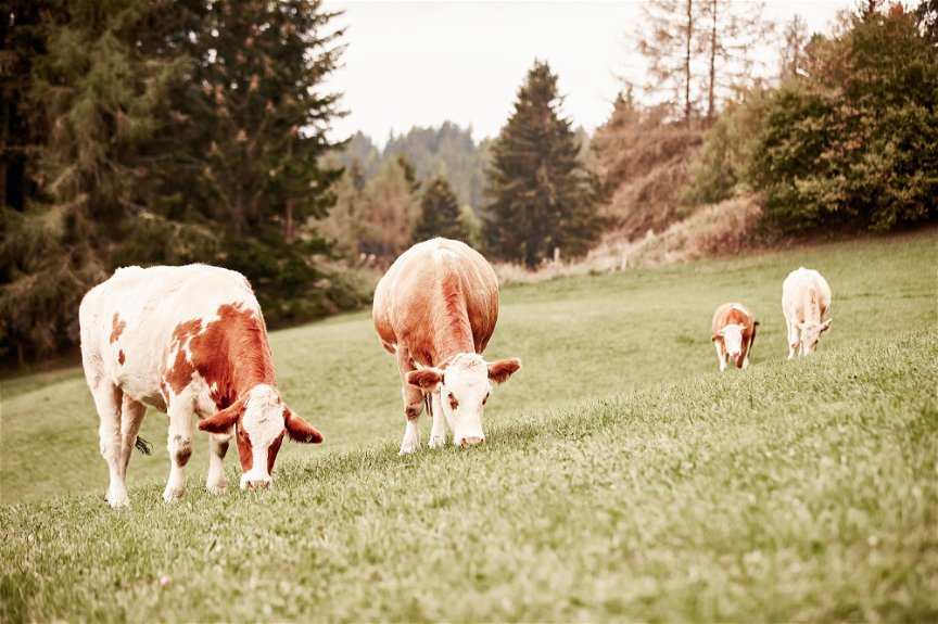 Vier braun-weiße Kühe beim Grasen auf einer Weide