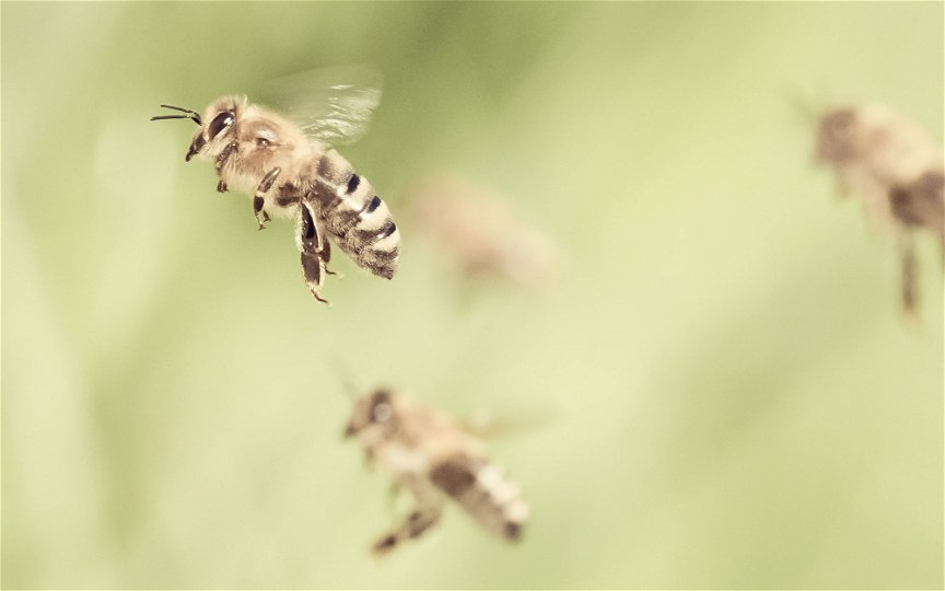 Bienen beim Anflug auf eine Blüte