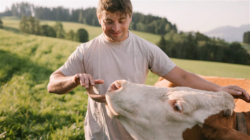 Landwirt Heribert Moser steht mit einer weiß-braunen Kuh auf der Weide