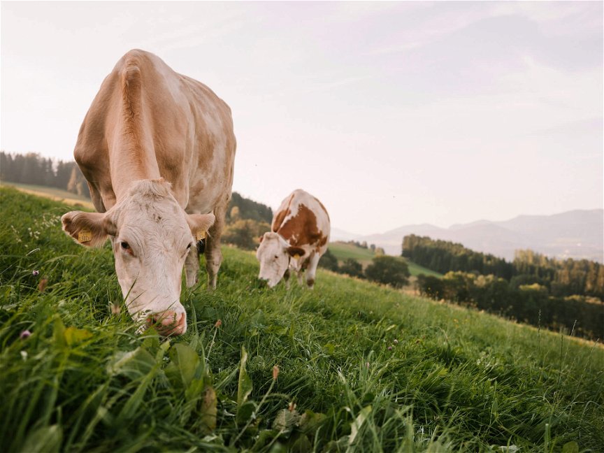 Zwei weiß-braune Kühe stehen auf der Weide und fressen Gras