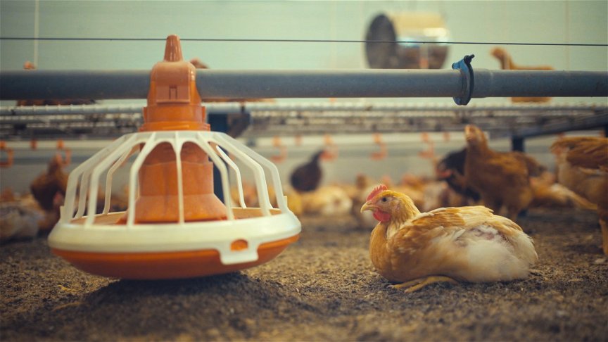 Huhn auf Bauernhof